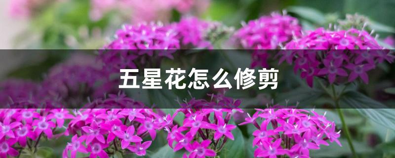 五星花怎么修剪