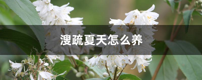 溲疏夏天怎么养 溲疏夏天怎么养