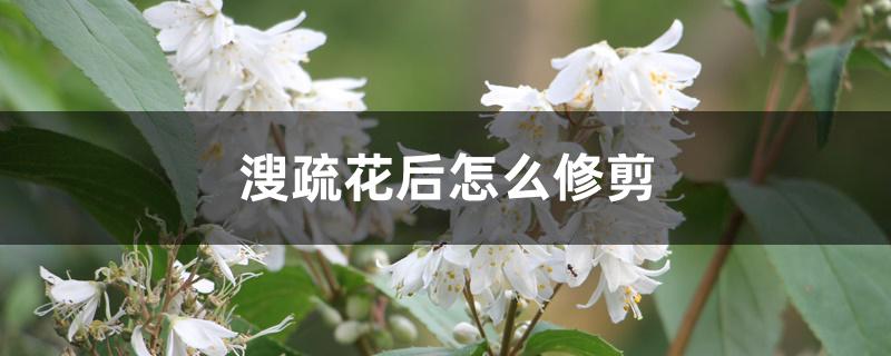 溲疏花后怎么修剪