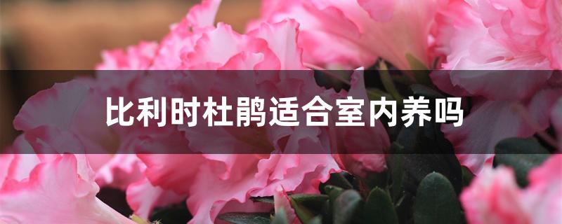 比利时杜鹃适合室内养吗