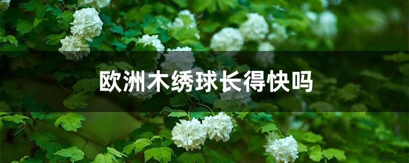 欧洲木绣球长得快吗 欧洲木绣球长得快吗