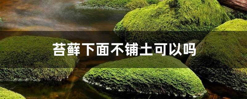 苔藓下面不铺土可以吗