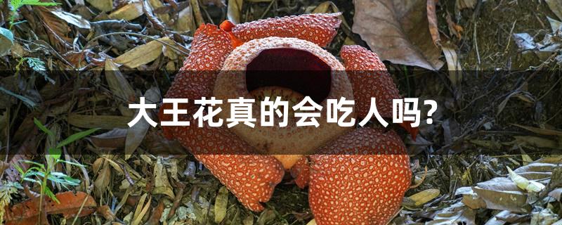 大王花真的会吃人吗?