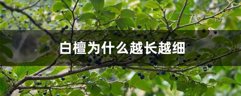 白檀为什么越长越细