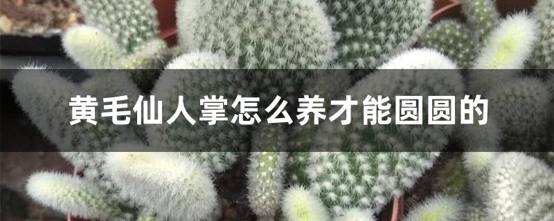 黄毛仙人掌怎么养才能圆圆的