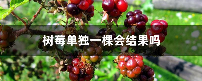 树莓单独一棵会结果吗 树莓单独一棵会结果吗