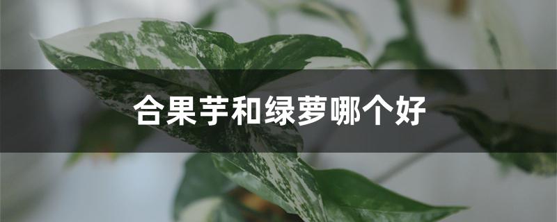 合果芋和绿萝哪个好