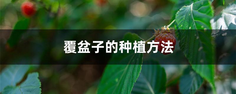 覆盆子的种植方法