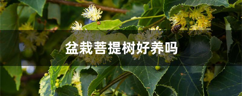 盆栽菩提树好养吗