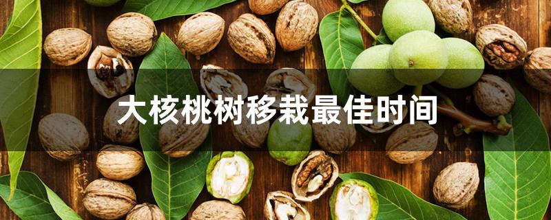大核桃树移栽最佳时间