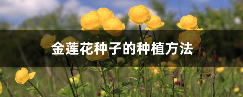 金莲花种子的种植方法