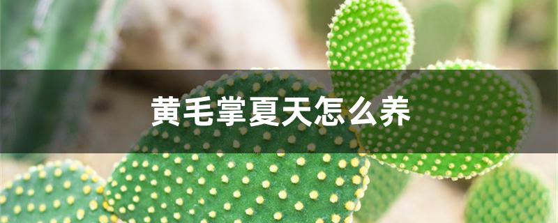 黄毛掌夏天怎么养