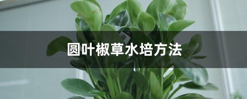 圆叶椒草水培方法