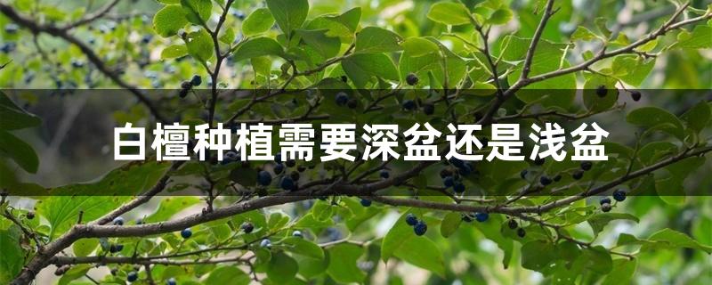 白檀种植需要深盆还是浅盆