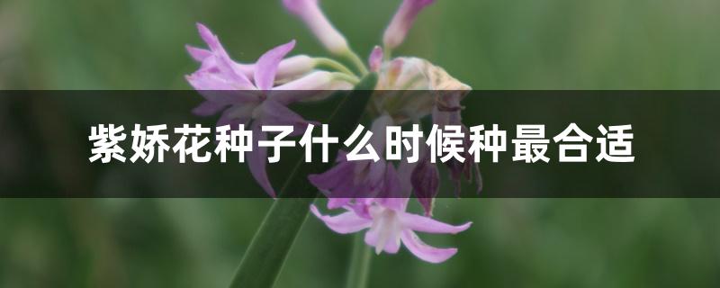 紫娇花种子什么时候种最合适