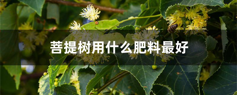 菩提树用什么肥料最好