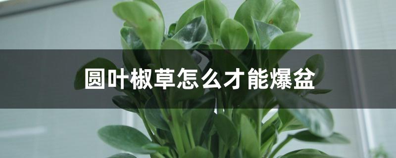 圆叶椒草怎么才能爆盆