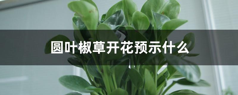 圆叶椒草开花预示什么 圆叶椒草开花预示什么