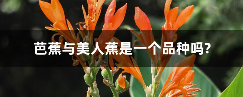 芭蕉与美人蕉是一个品种吗?