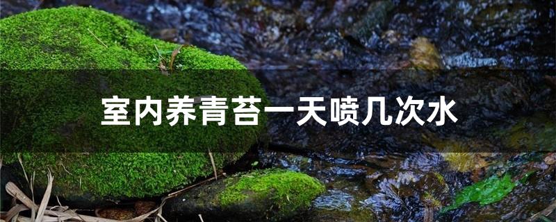 室内养青苔一天喷几次水