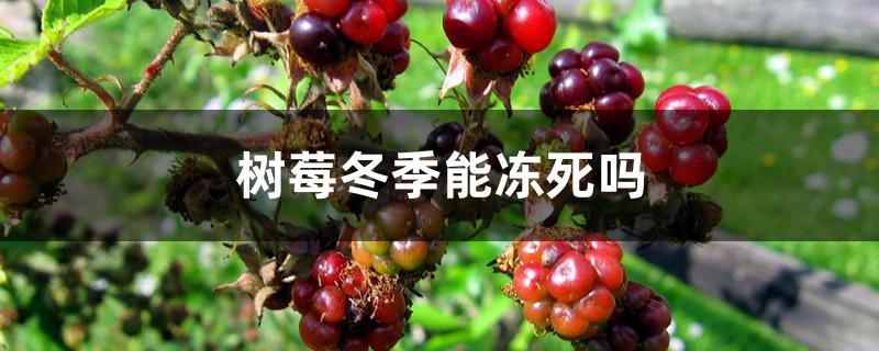 树莓冬季能冻死吗