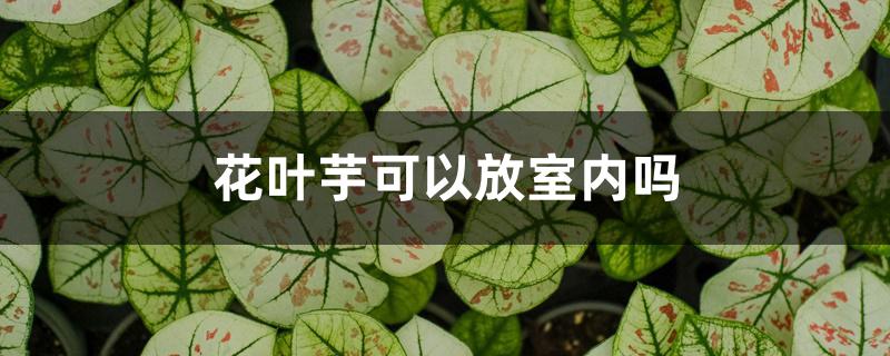 花叶芋可以放室内吗