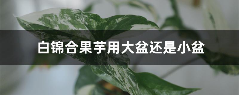 白锦合果芋用大盆还是小盆