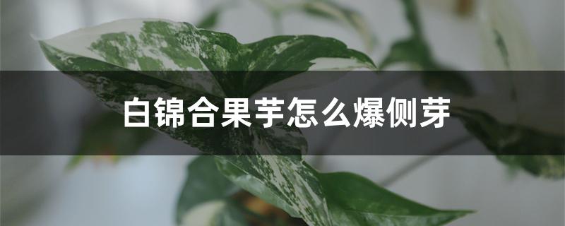 白锦合果芋怎么爆侧芽