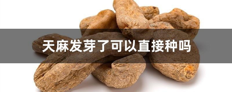 天麻发芽了可以直接种吗 天麻发芽了可以直接种吗