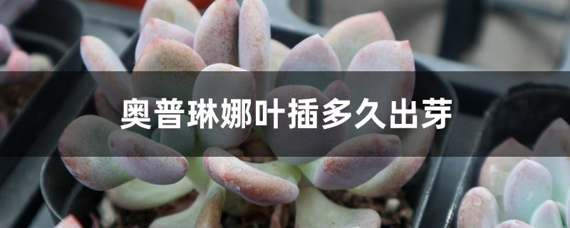 奥普琳娜叶插多久出芽 奥普琳娜叶插多久出芽