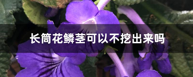 长筒花鳞茎可以不挖出来吗