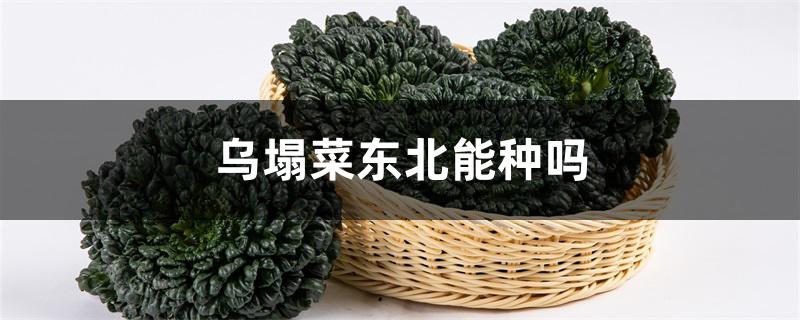 乌塌菜东北能种吗