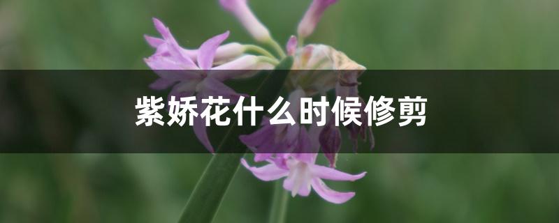 紫娇花什么时候修剪