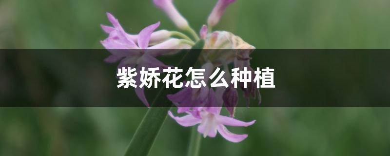 紫娇花怎么种植