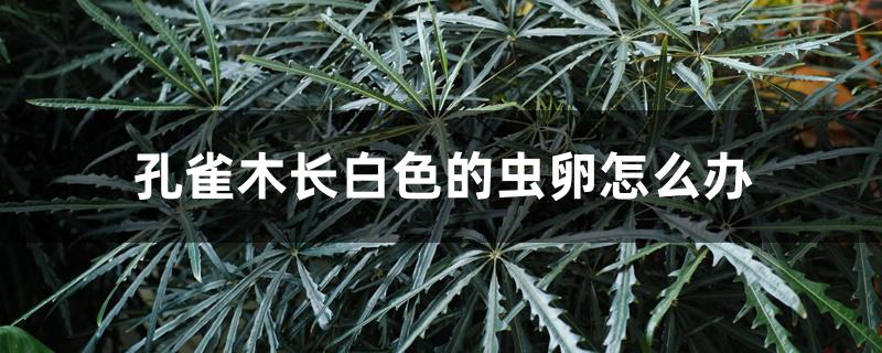 孔雀木长白色的虫卵怎么办