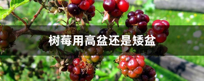 树莓用高盆还是矮盆