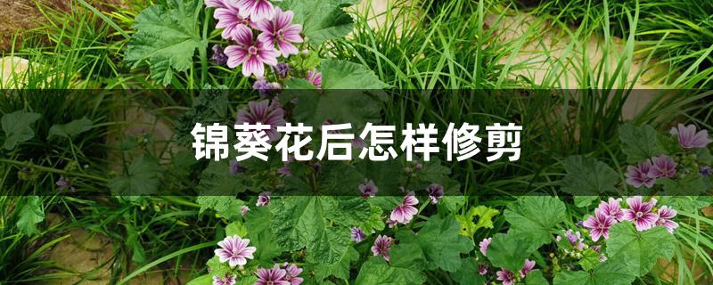 锦葵花后怎样修剪