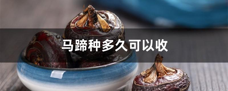 马蹄种多久可以收 马蹄种多久可以收