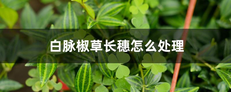 白脉椒草长穗怎么处理