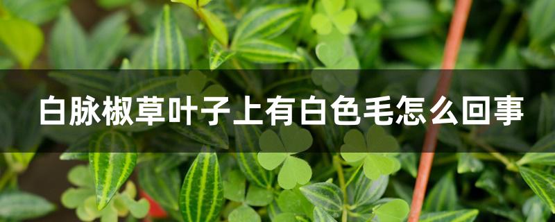 白脉椒草叶子上有白色毛怎么回事