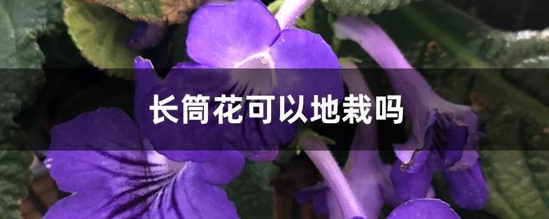 长筒花可以地栽吗