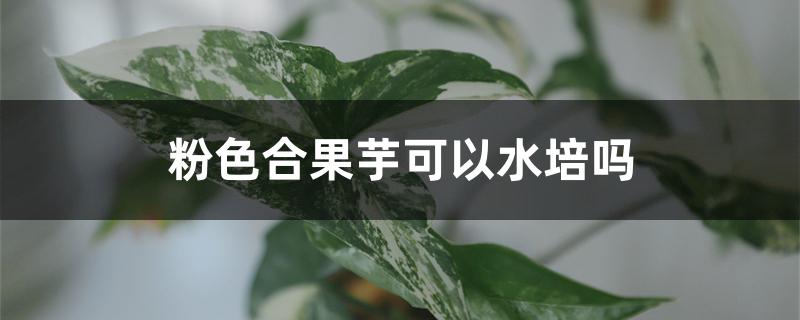 粉色合果芋可以水培吗