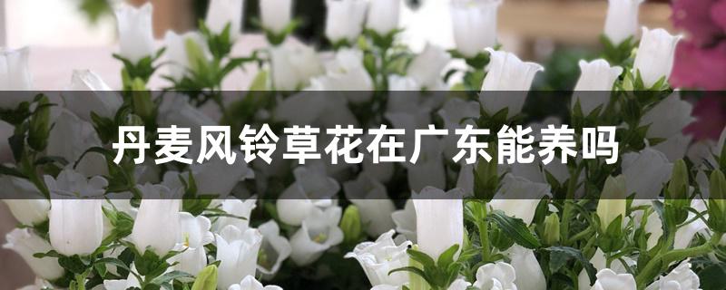 丹麦风铃草花在广东能养吗