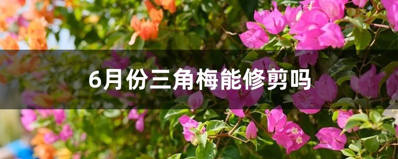 6月份三角梅能修剪吗