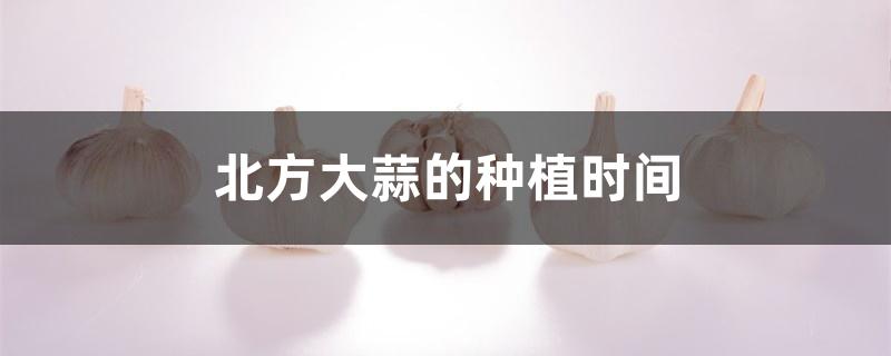 北方大蒜的种植时间