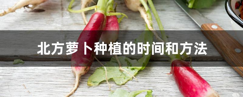 北方萝卜种植的时间和方法
