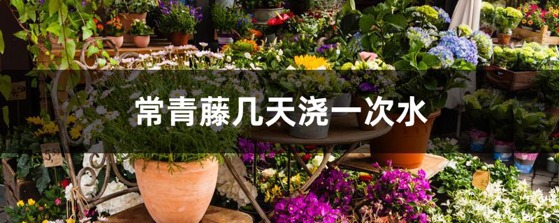 常青藤几天浇一次水