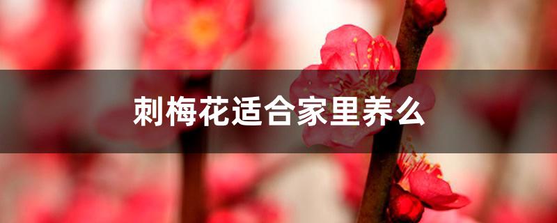 刺梅花适合家里养么 刺梅花适合家里养么