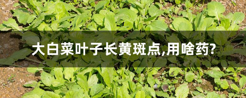 大白菜叶子长黄斑点,用啥药?