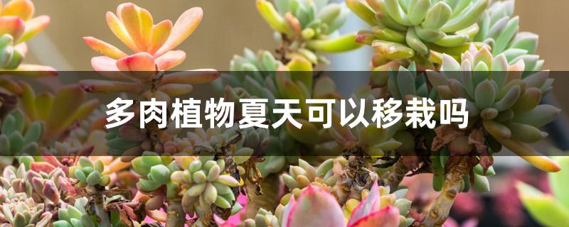 多肉植物夏天可以移栽吗